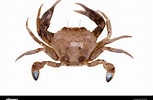 Image result for "liocarcinus Depurator". Size: 153 x 100. Source: www.alamy.com