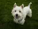 Billedresultat for West Highland White Terrier Adult. størrelse: 133 x 100. Kilde: www.spockthedog.com