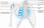 Afbeeldingsresultaten voor Vleugelkophamerhaai Anatomie. Grootte: 152 x 100. Bron: schulternetzwerk.de