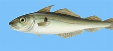 Image result for Schelvis Feiten. Size: 221 x 100. Source: nl.fishguide.be