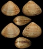 Afbeeldingsresultaten voor "timoclea Ovata". Grootte: 87 x 100. Bron: www.idscaro.net