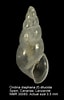 Image result for "ondina Diaphana". Size: 64 x 100. Source: www.marinespecies.org