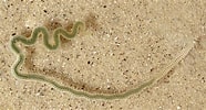 Image result for "phyllodoce Laminosa". Size: 186 x 100. Source: www.nature22.com