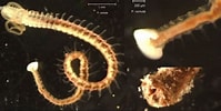 Image result for "polydora Limicola". Size: 199 x 100. Source: alchetron.com