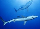 Image result for "carcharhinus Hemiodon". Size: 136 x 100. Source: www.pinterest.com