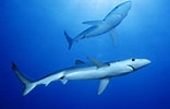 Image result for "carcharhinus Hemiodon". Size: 156 x 100. Source: www.pinterest.com