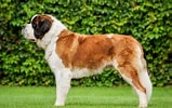 Image result for St. Bernard Dog Breed Lifespan. Size: 159 x 100. Source: www.101dogbreeds.com