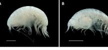 Image result for "orchomenella Gerulicorbis". Size: 216 x 100. Source: www.semanticscholar.org