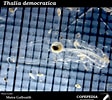 Afbeeldingsresultaten voor "thalia Democratica". Grootte: 112 x 100. Bron: www.st.nmfs.noaa.gov