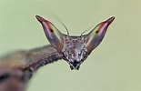 Image result for "aphropharynx Heterochaeta". Size: 155 x 100. Source: www.pinterest.fr