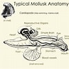 Afbeeldingsresultaten voor Mollusca pendula. Grootte: 100 x 100. Bron: owlcation.com