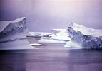 Image result for Arctapodema Antarctica familie. Size: 143 x 100. Source: jongens.org