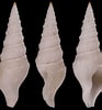 Image result for Typhlomangelia nivalis. Size: 93 x 100. Source: www.idscaro.net