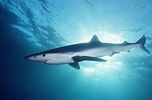 Image result for blauwe haai. Size: 152 x 100. Source: www.duikvakanties.net