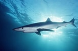 Image result for blauwe haai. Size: 153 x 100. Source: www.duikvakanties.net