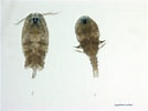 Image result for "sapphirina Stellata". Size: 134 x 100. Source: www.zooplankton.no