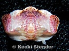 Image result for Aethra edentata Familie. Size: 135 x 100. Source: www.marinelifephotography.com