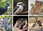 Bildergebnis für Australian Animals. Größe: 138 x 100. Quelle: brisbanekids.com.au