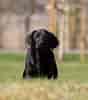 Image result for Labrador Retriever størrelse. Size: 88 x 100. Source: retrieverklubben.no