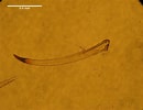 Image result for "diaphus Mollis". Size: 130 x 100. Source: siointra.ucsd.edu