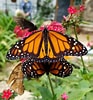 Image result for Butterflies. Size: 93 x 100. Source: www.syvnature.org