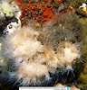 Image result for "astrangia Solitaria". Size: 96 x 100. Source: www.reeflex.net