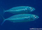 Image result for "rastrelliger Kanagurta". Size: 139 x 100. Source: reeflifesurvey.com