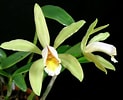 Image result for "vannuccia Forbesii". Size: 123 x 100. Source: www.pinterest.com