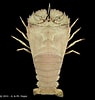 Image result for "thenus Orientalis". Size: 95 x 100. Source: www.crustaceology.com