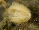 Image result for "terebratulina Retusa". Size: 129 x 100. Source: www.seawater.no