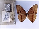 Image result for "aega Monophthalma". Size: 133 x 100. Source: www.butterfliesofamerica.com