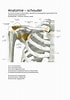 Billedresultat for kamster Soort Anatomie. størrelse: 70 x 100. Kilde: www.studeersnel.nl