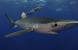 Afbeeldingsresultaten voor blauwe haai. Grootte: 156 x 100. Bron: duiken.nl