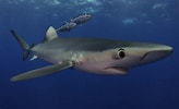 Afbeeldingsresultaten voor grote blauwe haai. Grootte: 164 x 100. Bron: duiken.nl