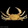 Image result for "liocarcinus Depurator". Size: 98 x 100. Source: www.crustaceology.com