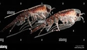 "Hyperia macrocephala" కోసం చిత్ర ఫలితం. పరిమాణం: 173 x 100. మూలం: www.alamy.com