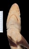 Image result for "carcharhinus Hemiodon". Size: 60 x 100. Source: www.gbif.org