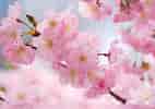 Image result for Cherry Blossom. Size: 142 x 100. Source: www.city-data.com