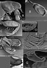 Afbeeldingsresultaten voor Bathyporeia pilosa. Grootte: 69 x 100. Bron: www.researchgate.net