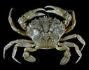 Image result for Liocarcinus. Size: 127 x 100. Source: commons.wikimedia.org