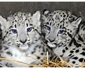 Résultat d’image pour Snow Leopard Cubs. Taille: 124 x 100. Source: patch.com