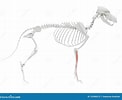 Image result for kamster Soort Anatomie. Size: 122 x 100. Source: nl.dreamstime.com
