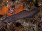 Image result for "oligopus Ater". Size: 136 x 100. Source: www.ocean4future.org