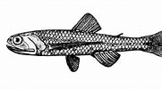 Image result for Lepidophanes guentheri. Size: 181 x 100. Source: www.fishbiosystem.ru