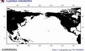 Image result for "cyamus Catodontis". Size: 166 x 100. Source: www.st.nmfs.noaa.gov