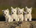 Image result for West Highland White Terrier. Size: 128 x 100. Source: animalsbreeds.com