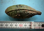 Image result for "cephalobrachia Bonnevie". Size: 142 x 100. Source: www.flickr.com