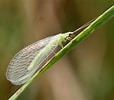 Afbeeldingsresultaten voor Green Lacewing Bug. Grootte: 114 x 100. Bron: apps.lucidcentral.org