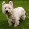 Image result for West Highland White Terrier. Size: 99 x 100. Source: commons.wikimedia.org