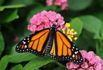 Image result for Butterflies. Size: 146 x 100. Source: americanprofile.com